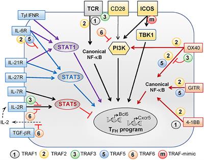 Role of TRAFs in Signaling Pathways Controlling T Follicular Helper Cell Differentiation and T Cell-Dependent Antibody Responses